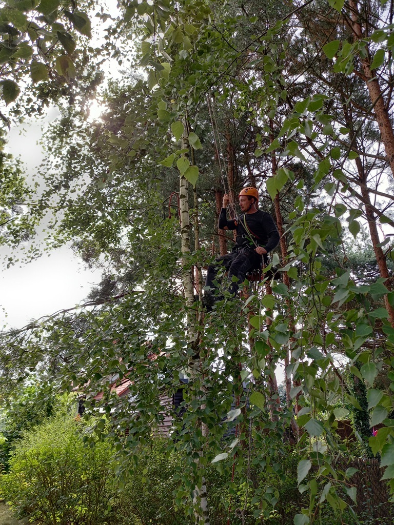 Profesjonalne usługi arborystyczne - wrzesień 2020